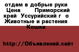 отдам в добрые руки › Цена ­ 1 - Приморский край, Уссурийский г. о.  Животные и растения » Кошки   